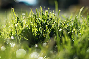 Green grass with dew drops