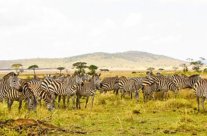 Serengeti Safari From Zanzibar