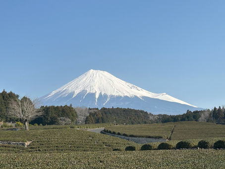 Matcha green tea fields in Shizuoka, Japan, with Mount Fuji in the background