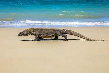 Image by Mitch Hodiono