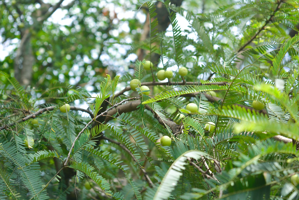 Amla: The Indian Gooseberry Healthy Tree Plant With Innumerable Healing Properties