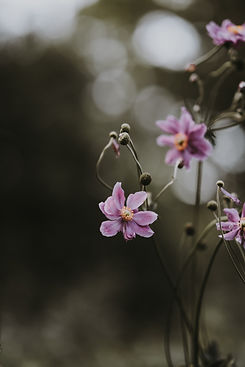 Image by Annie Spratt