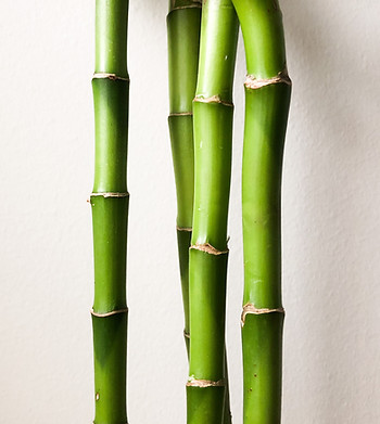 bamboo