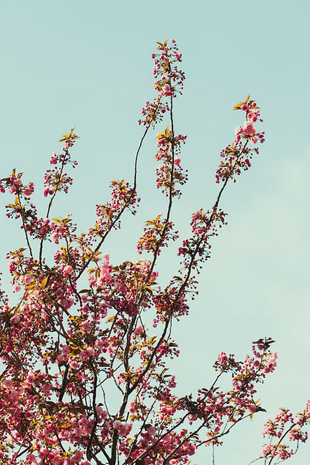 Image by Cody Fitzgerald