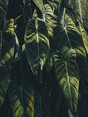 Image by Annie Spratt