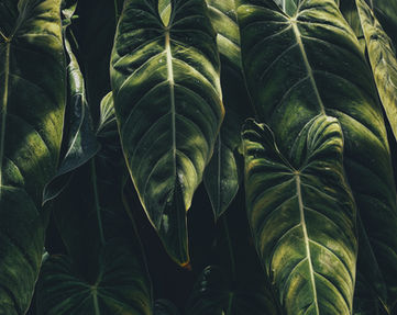 Image by Annie Spratt
