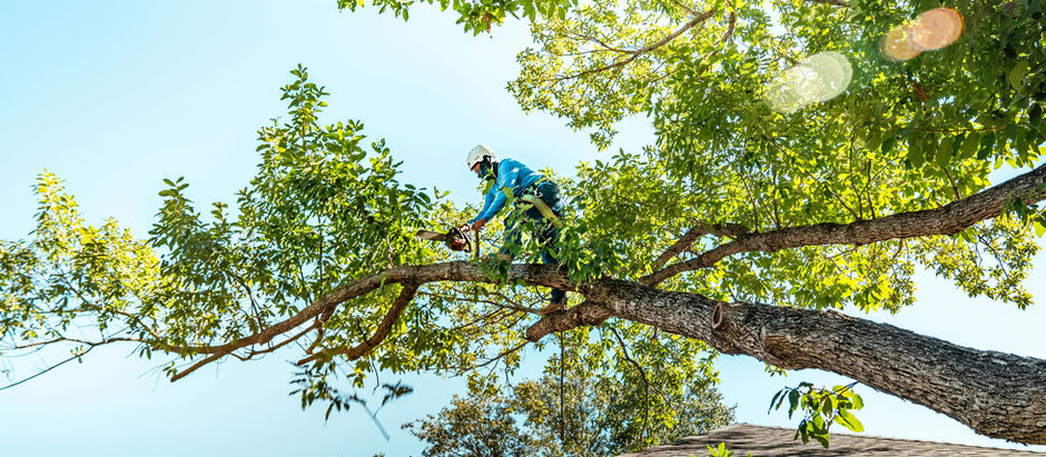 Tree Pruning