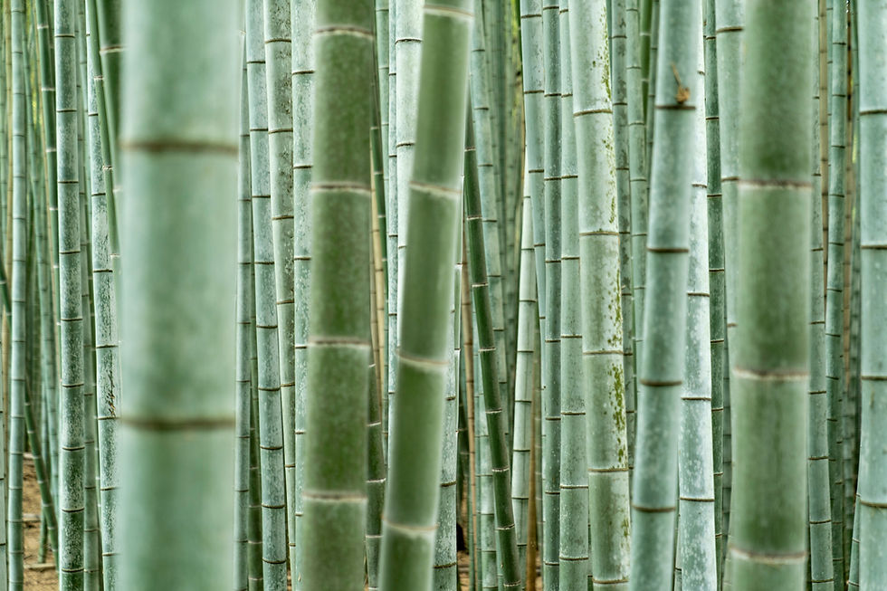 Bamboo