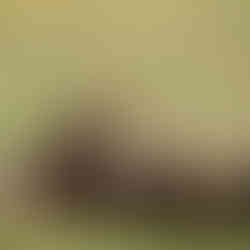 Hyenas feeding on wildebeest during Serengeti migration predator prey interaction Tanzania safari ex