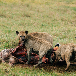 Hyenas feeding on wildebeest during Serengeti migration predator prey interaction Tanzania safari ex