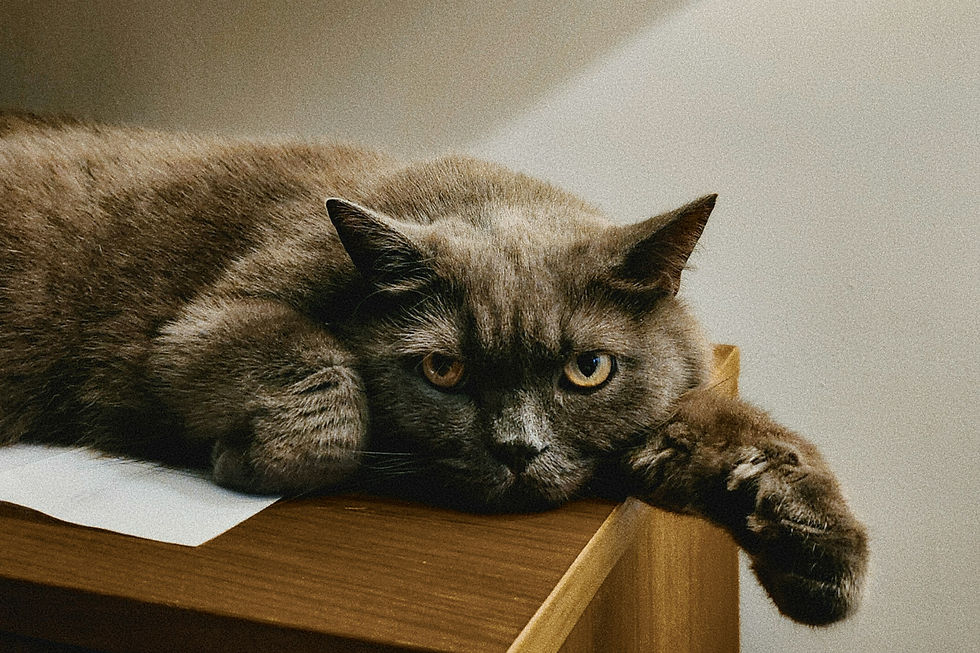Katzen Emotionen verstehen