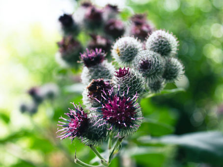 Burdock Root (Arctium lappa): Benefits, Uses, Tea & Plant Guide