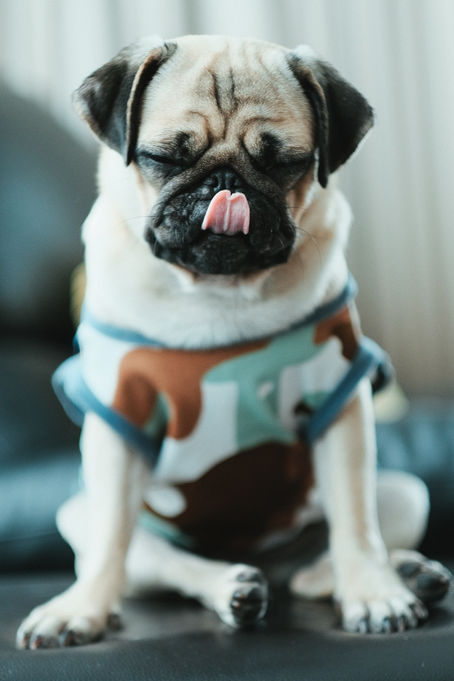 Why Do Dogs Lick Their Noses? Understanding the Underlying Causes.