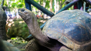 Discover the Unforgettable Zanzibar Giant Tortoises Tour on Changuu Island