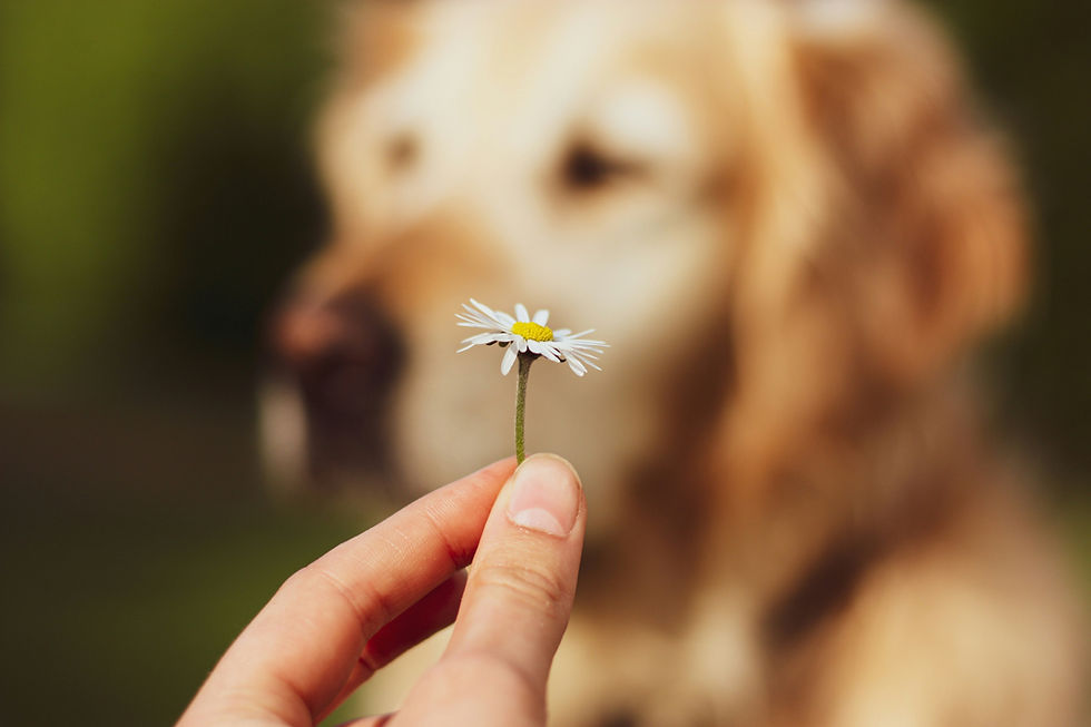 a dog with a flower in front