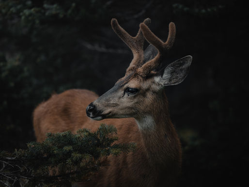 Veado com chifres cobertos de veludo, em uma floresta sombria. Olha atento, cercado por galhos verdes escuros. Atmosfera tranquila.