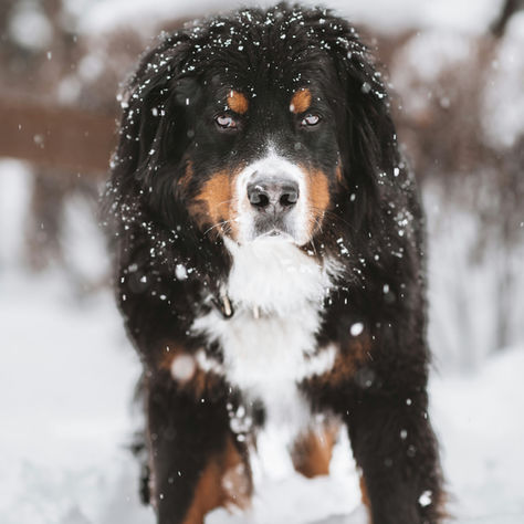 Berner Sennenhund mit Schneeflocken