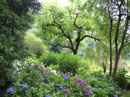 Sensory Garden Colors for those with Anxiety