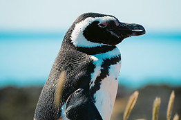 Image by Fermin Rodriguez Penelas aqua mare photos expeditions luxury cruise preferred partner