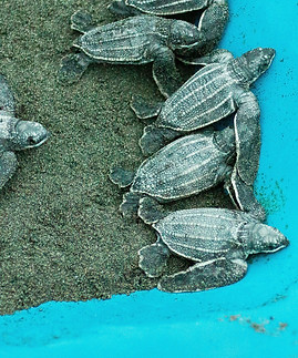 Tortuguero (Costa Rica)