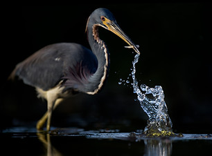 Heron Image by Ray Hennessy