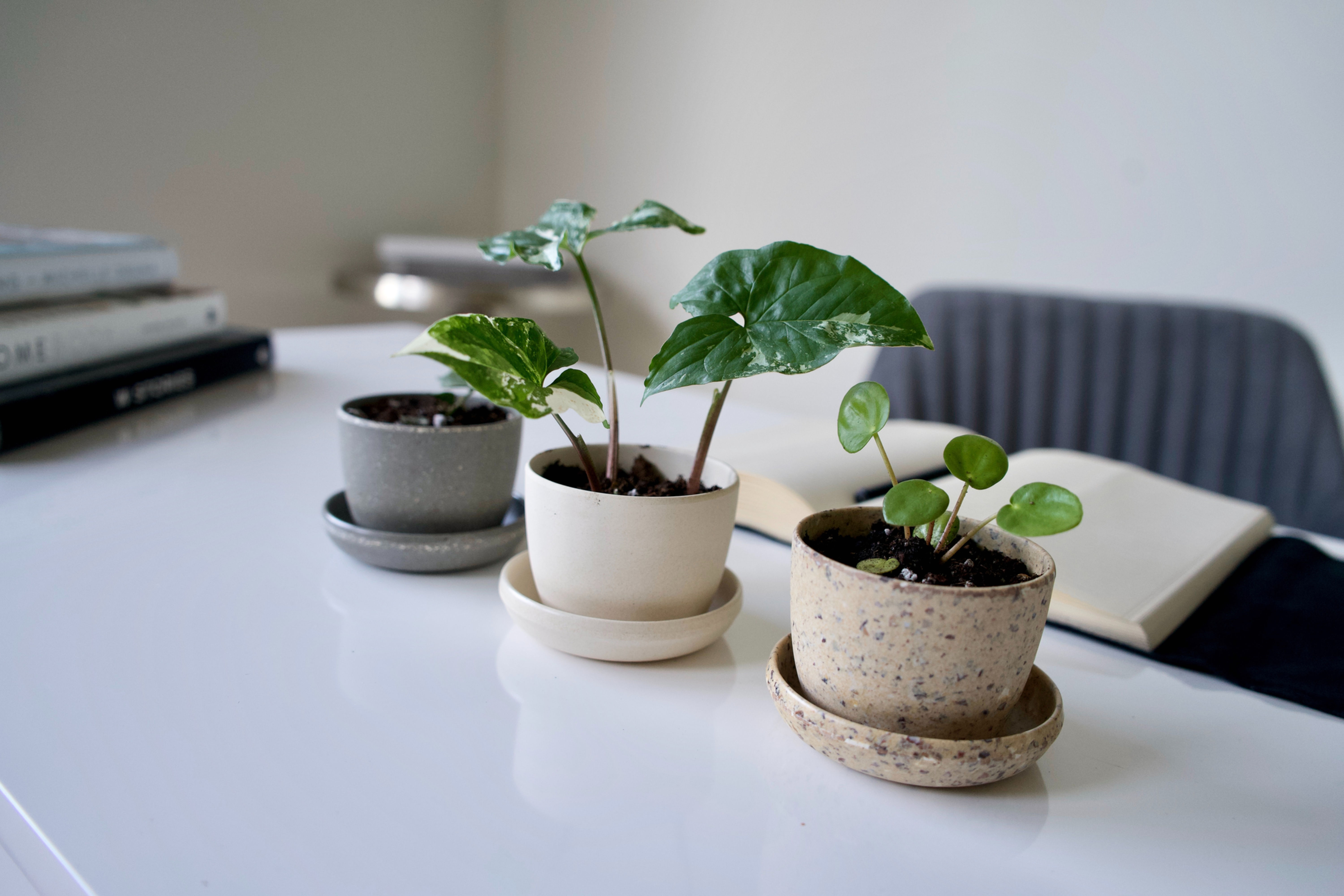 small indoor plant, desk plant, compact greenery, low maintenance indoor plant, office desk plant, decorative tabletop plant,