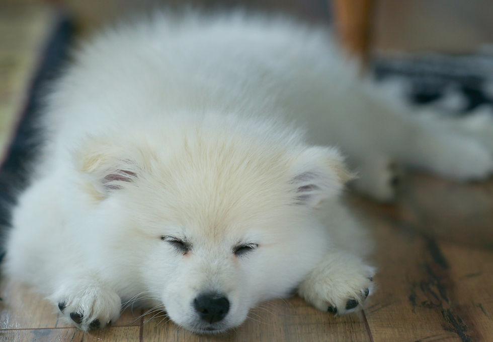 Pies samojed podczas snu