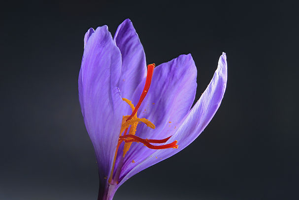 Saffron thread
