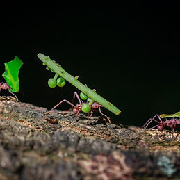 Image by Jorge Coromina