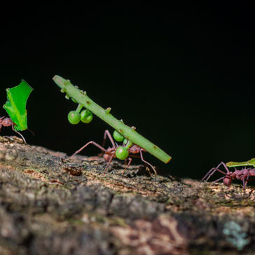 The Ant’s Big Job!