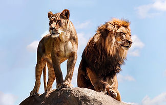 Image by Nathan Guan