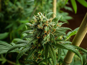 What Is Weed? A Beginner’s Guide to Cannabis and Its History in South Africa
