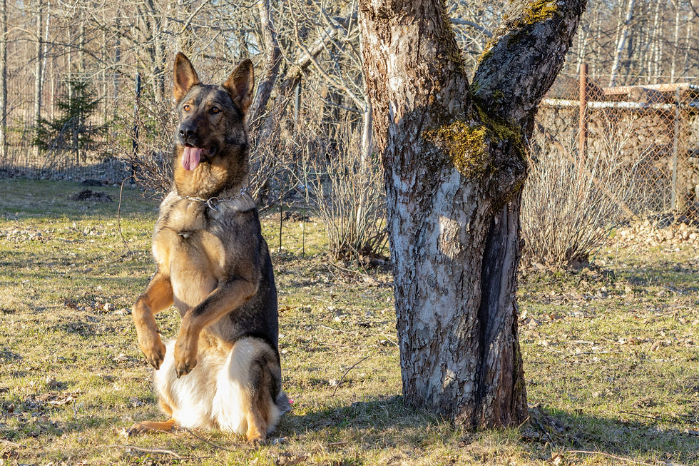 A small black and brown dog sitting up on its hind legs