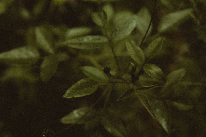 Image by Araceli Magno