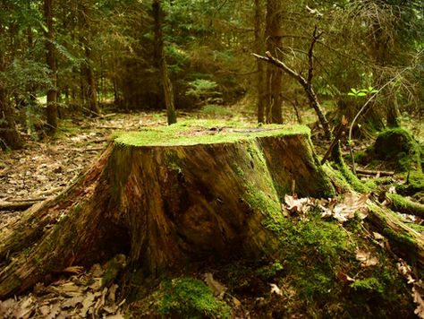 Why Stump Grinding Is An Important Part Of Tree Removal