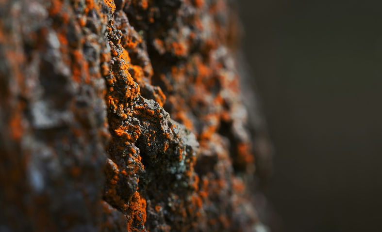 Image by Ferdinando