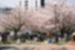 primavera japonesa, hanami, sakura, cerejeira