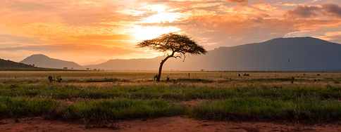 African Tree