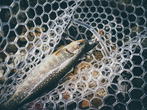 Trout Fishing