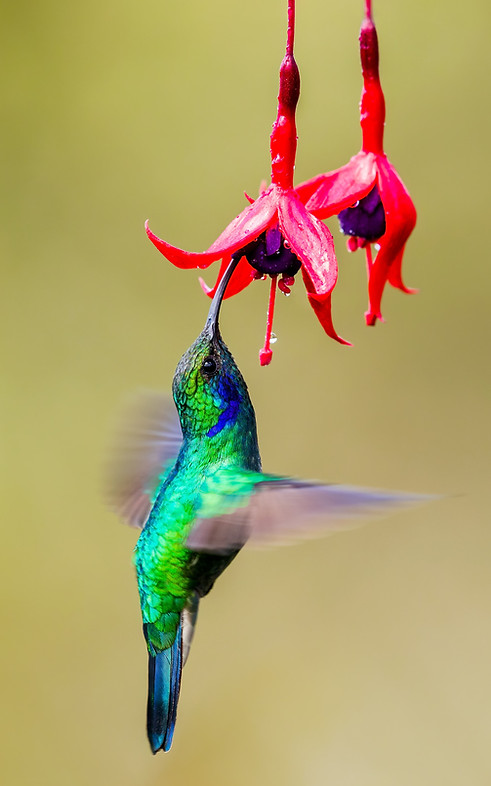 Image by Zdeněk Macháček