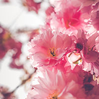 Image by Olga Subach