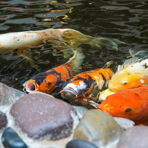 Premium Japanese Koi Showcase