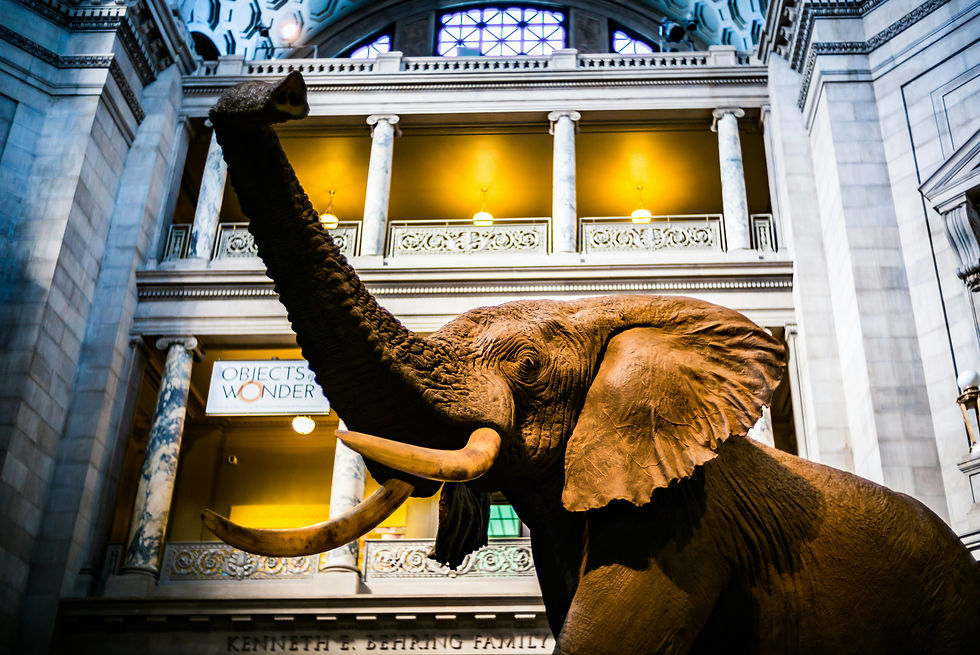 Elephant statue in a grand museum atrium, tusks raised, beside a sign reading Objects & Wonder and Kenneth E. Behring Family.