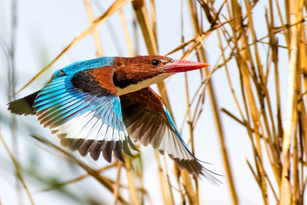 Conservation status and threats to the kingfisher bird