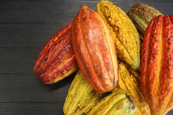 Perú aprueba nueva Norma Técnica para cosecha y beneficio de cacao
