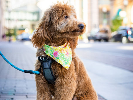 Mini goldendoodles for sale in texas, mini goldendoodles for sale in Austin Texas, Mini Goldendoodles for sale in Houston Texas, Mini goldendoodles for sale near me, medium goldendoodles for sale near me, standard goldendoodles for sale near me, doodles for sale, red goldendoodles for sale near me, F1b goldendoodles for sale near me, F1bb goldendoodles for sale near me, White goldendoodles for sale near me, wavy hair goldendoodles for sale near me, goldendoodles puppies for sale in Houston, Goldendoodle puppies for sale in Austin, Goldendoodle puppies for sale near me,Goldendoodles for sale in Texas