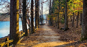 Tree-lined path on Nami Island in autumn