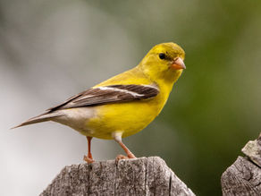 Bird by Bird