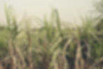 Image by Velik Ho