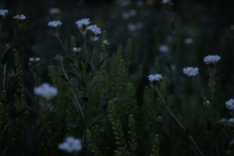 Image by Cameron Nicole